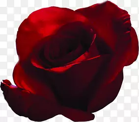 大红鲜红色玫瑰花