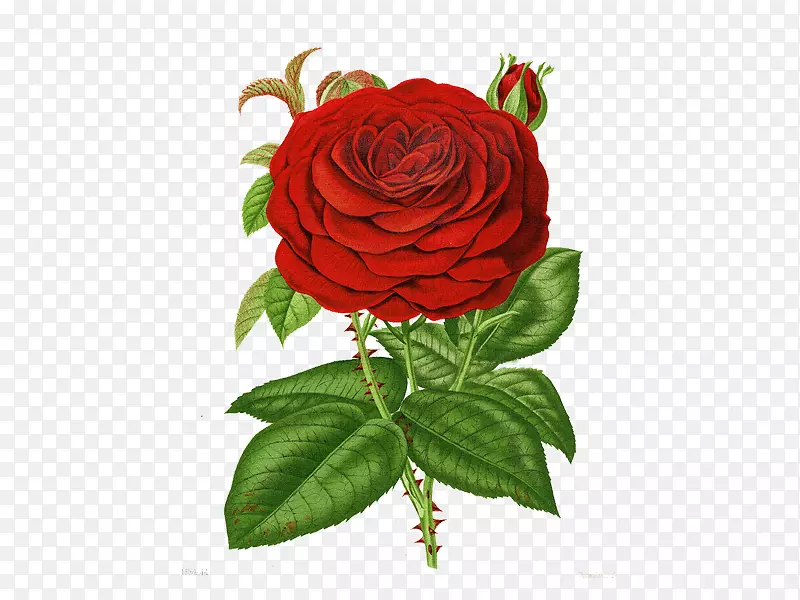 一朵怒放的大红玫瑰