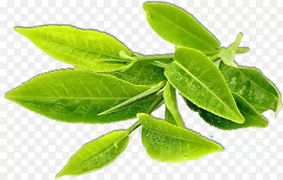 绿色春茶茶叶植物