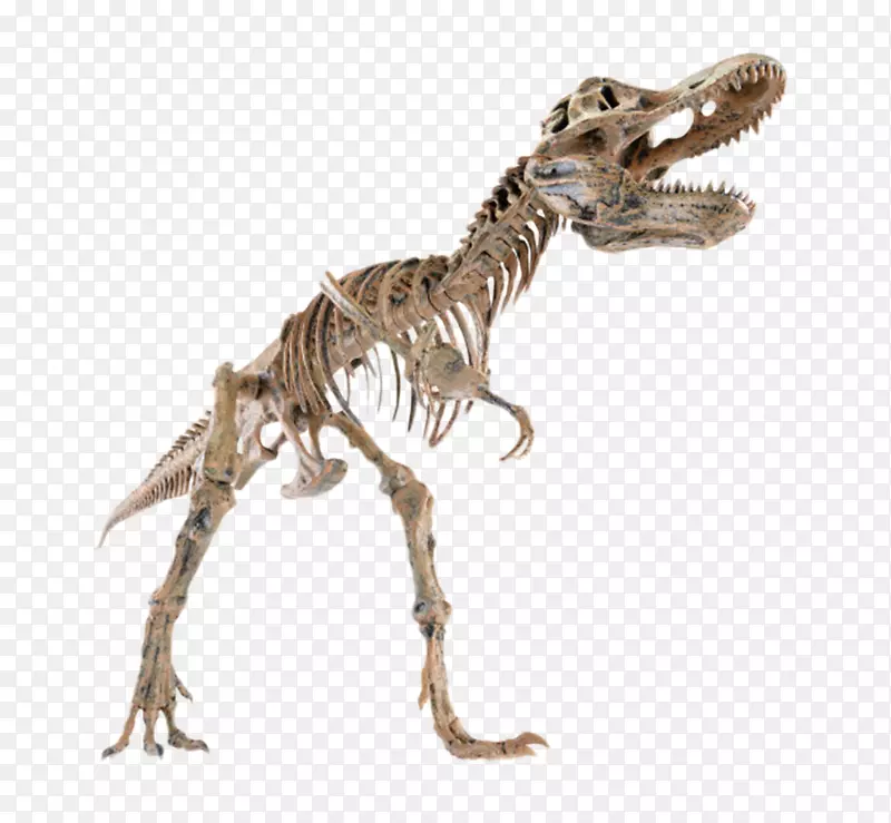 棕色完整的恐龙骨骼化石实物