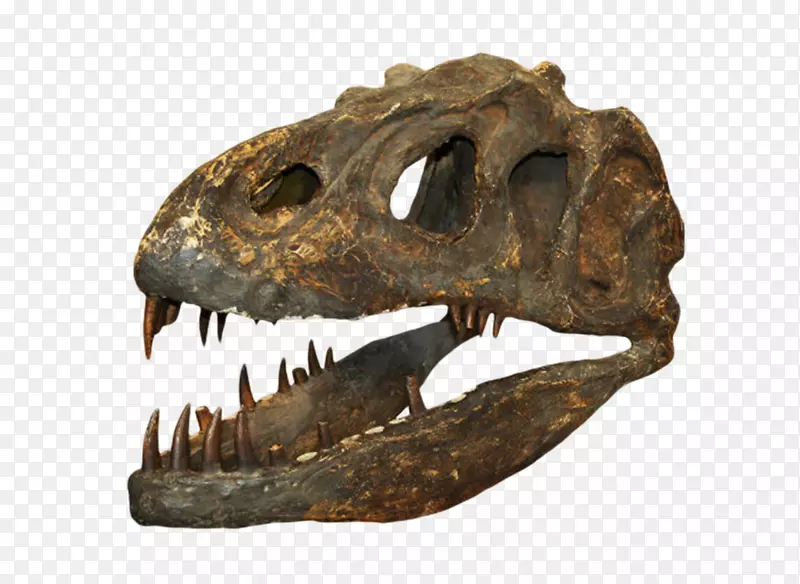 棕色斑点恐龙头颅化石实物