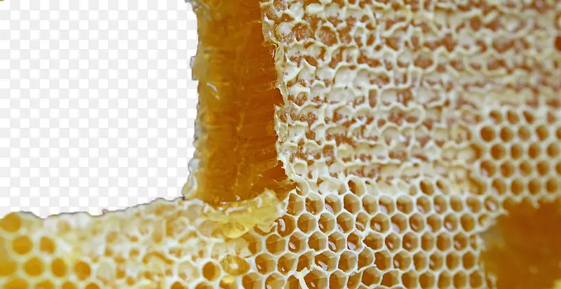 蜜蜂蜂巢
