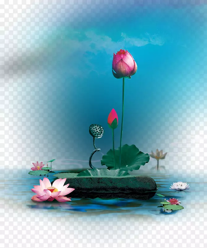 3D荷花