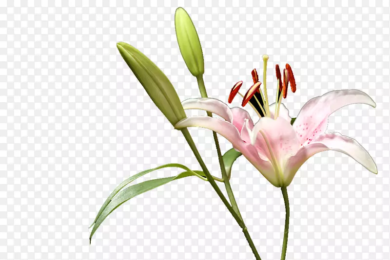粉色小清新百合花