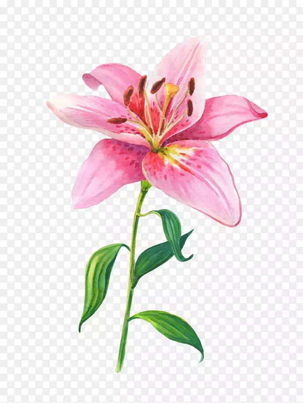 卡通手绘粉色的百合花