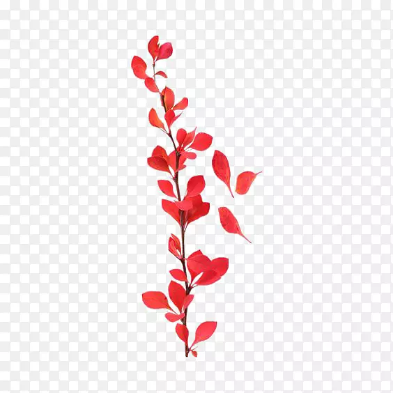 红色花瓣装饰