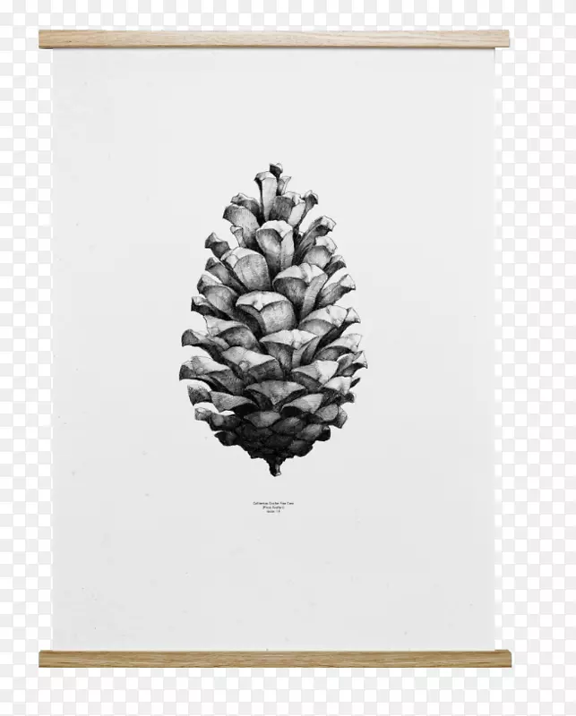 白色的松子装饰画