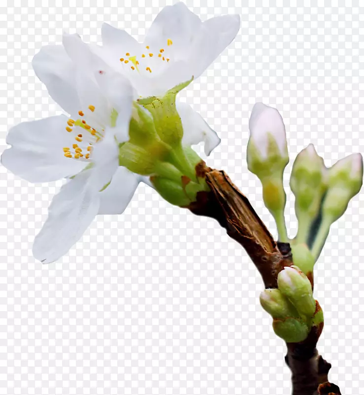春天的小白花