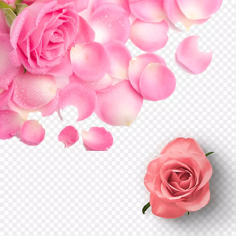 免抠春季粉色玫瑰花装饰