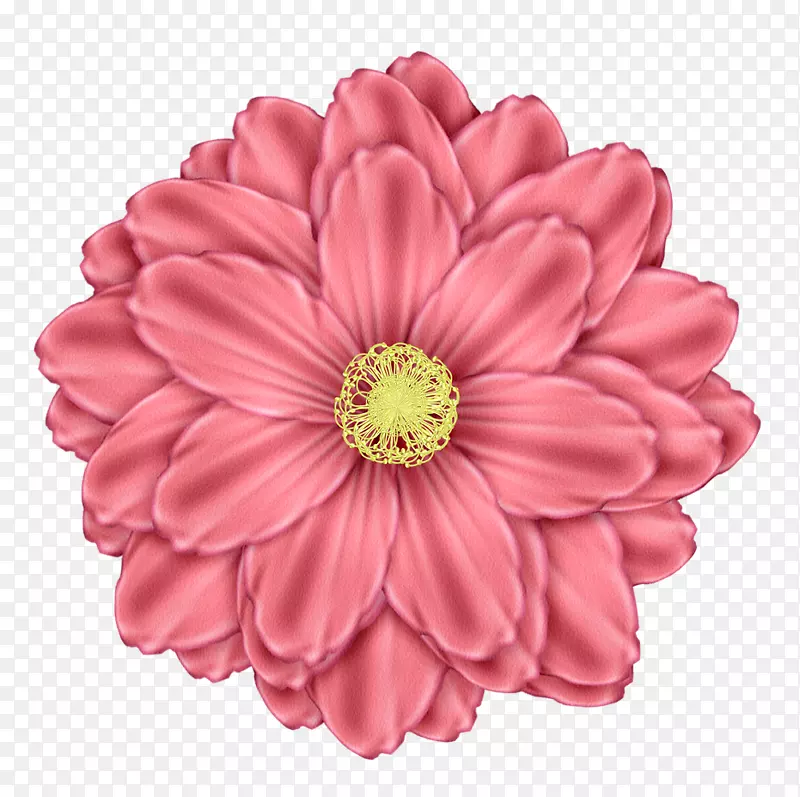 粉色菊花