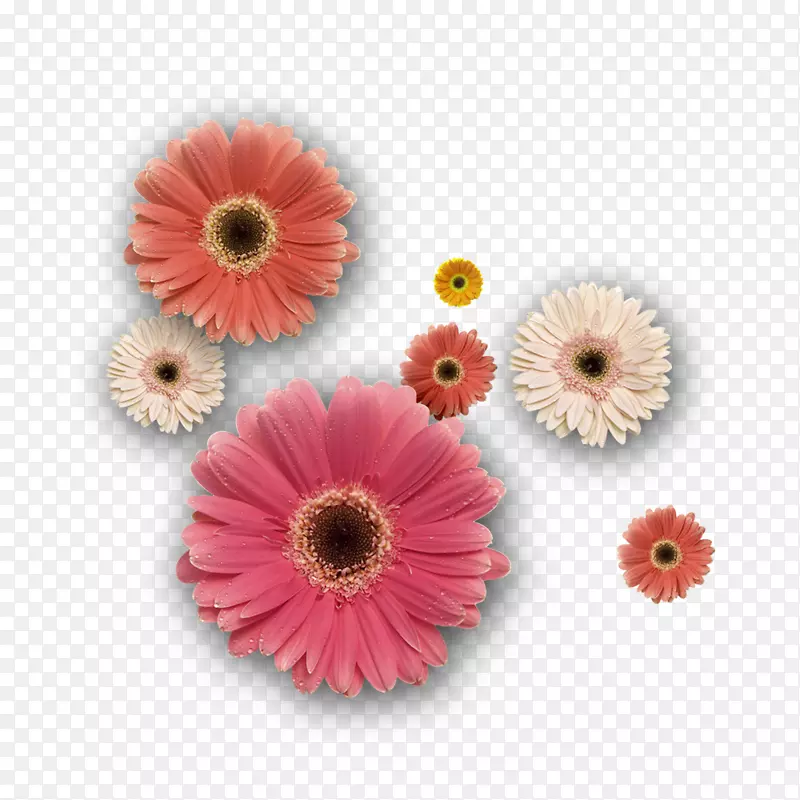 彩色菊花