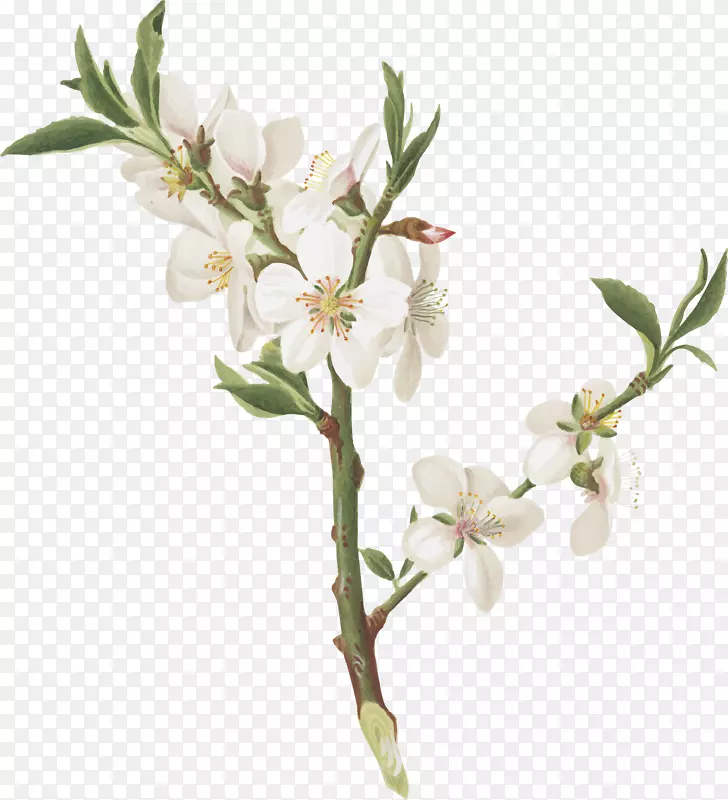 精美的白色花朵树枝