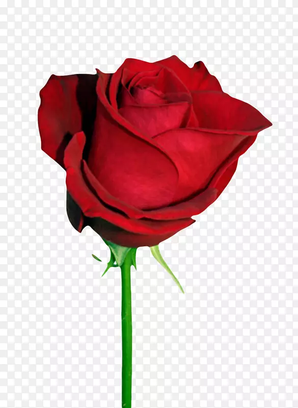 红色植物玫瑰一朵大花实物