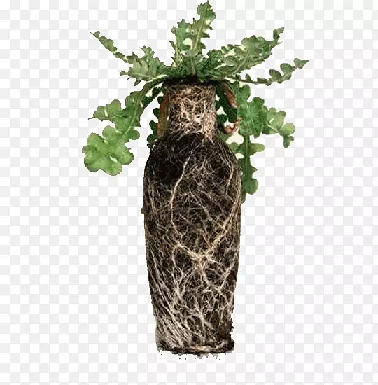绿色的根茎