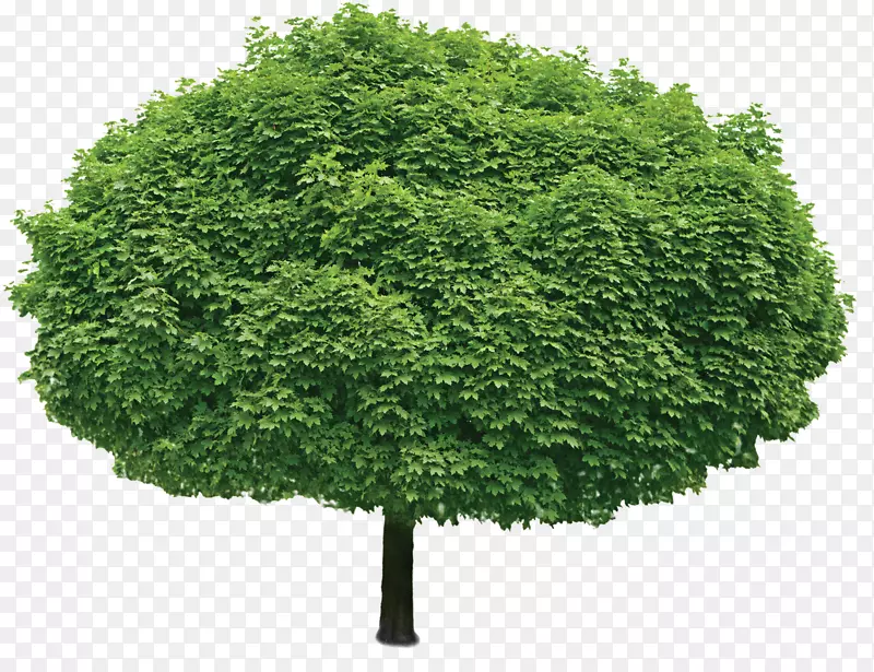 椭圆形绿色的树木