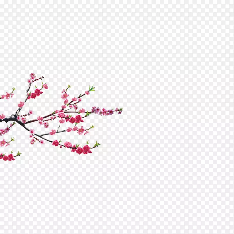 梅花清新淡雅