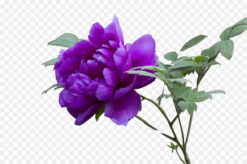 深紫色牡丹