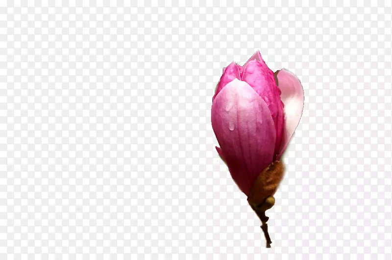 粉色玉兰花