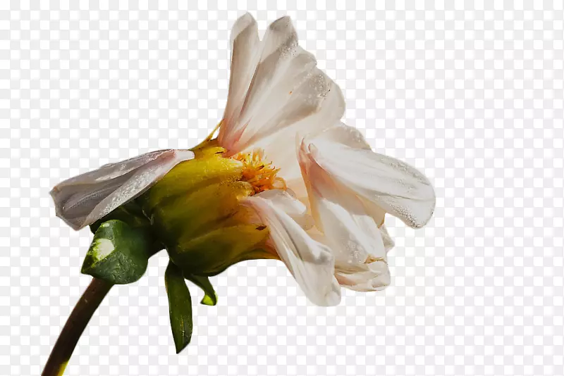 白色凋谢的小菊花