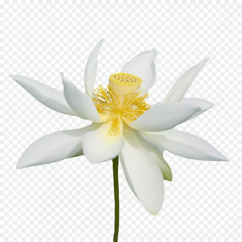 白色植物黄色蕾的一朵大花实物
