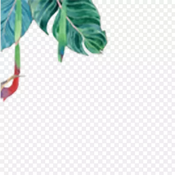 热带雨林水墨画插图边框