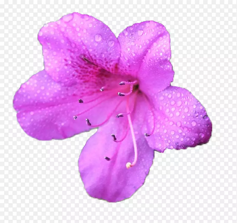 一朵绽放的紫色杜鹃花