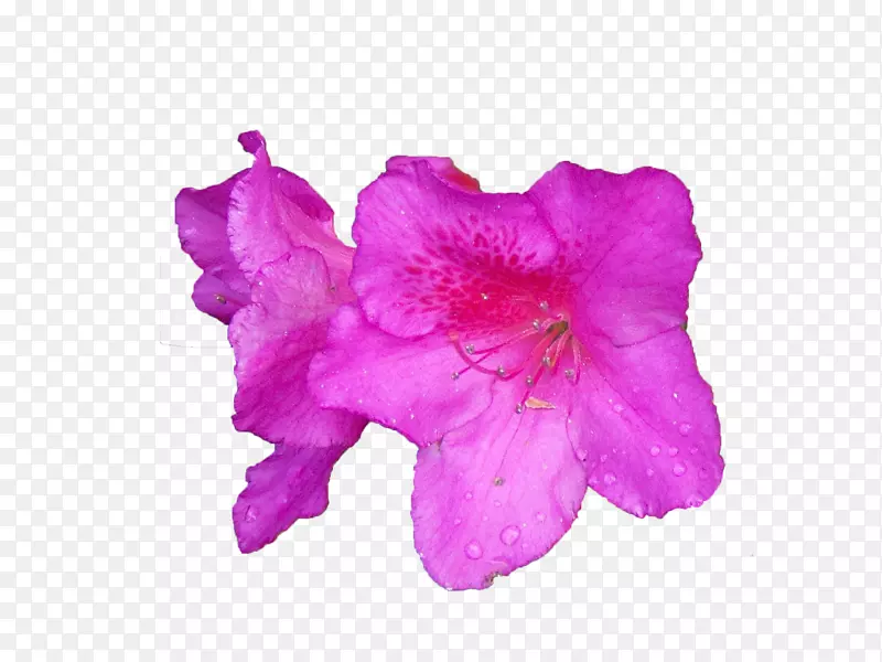 两朵朵绽放的紫色杜鹃花