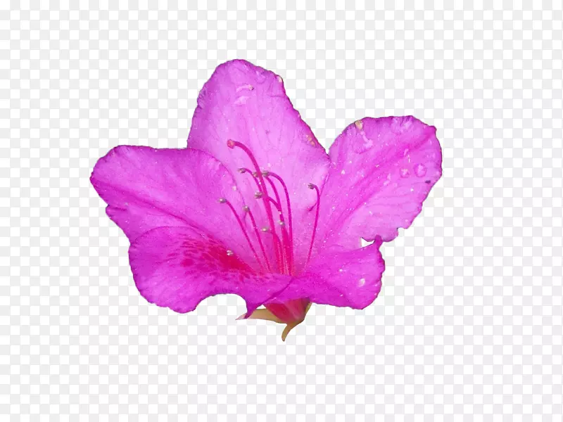 一朵绽放的带花蕊紫色杜鹃花