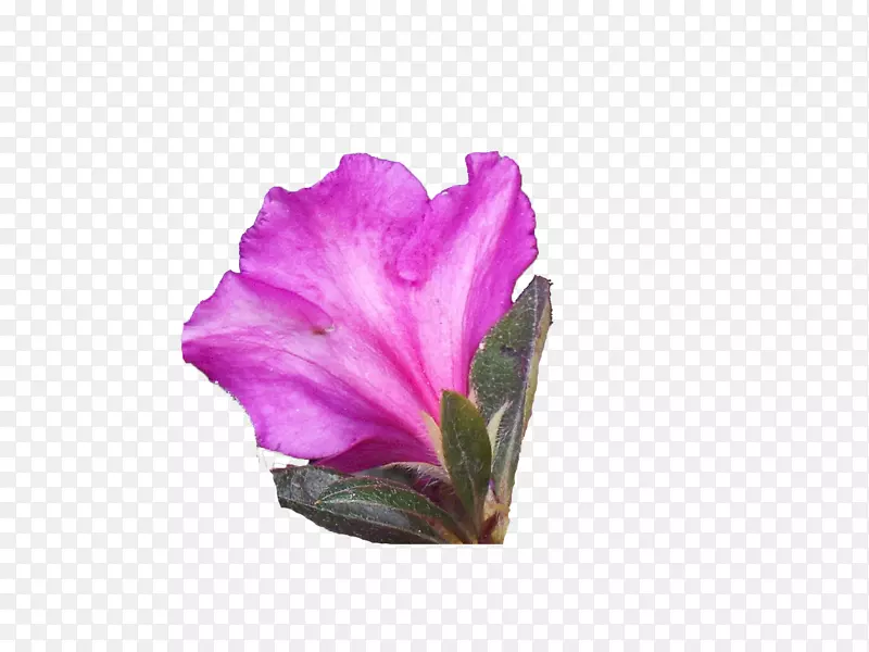一朵绽放带叶子的紫色杜鹃花