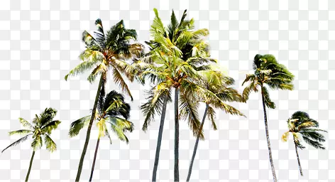 椰树假日海边度假
