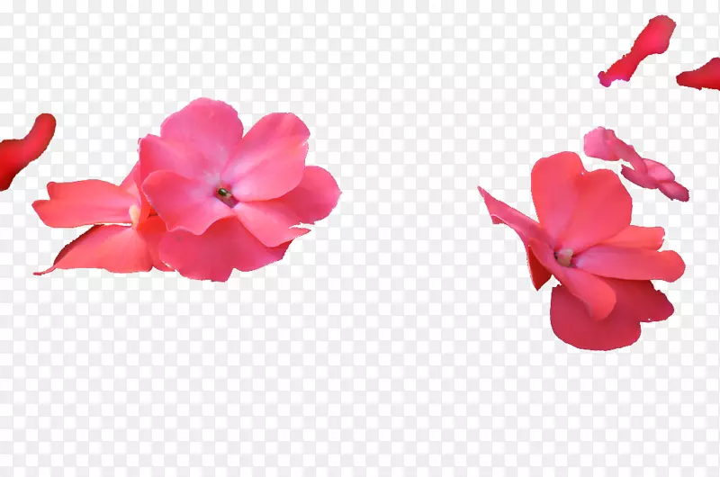 鲜花 植物 花卉 花瓣