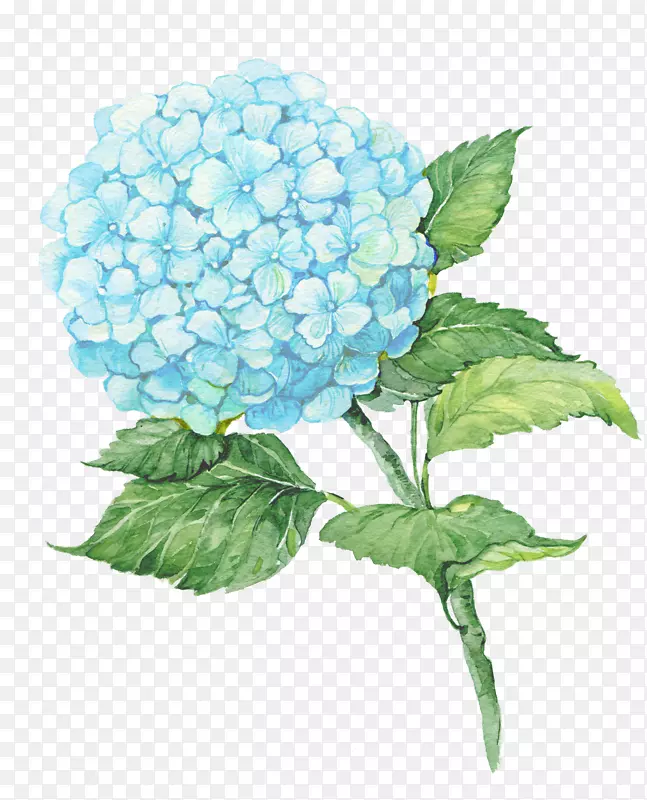 蓝色美丽的花朵装饰