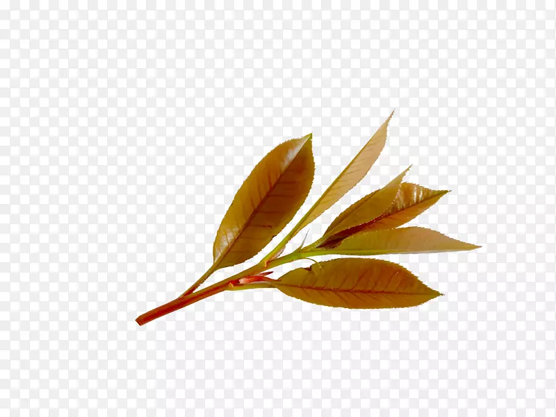 红色树叶春季新芽