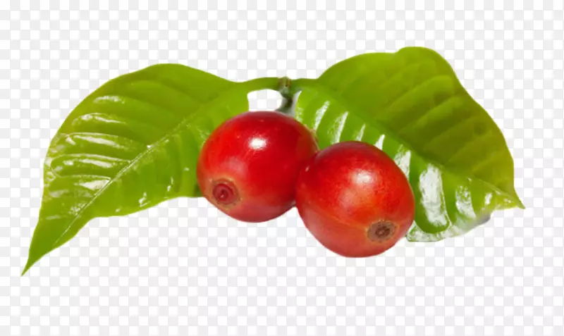 两个红色成熟反光的咖啡果实物