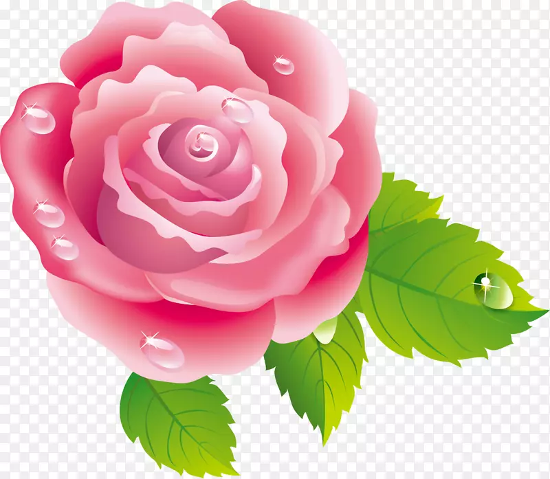 唯美粉色玫瑰花