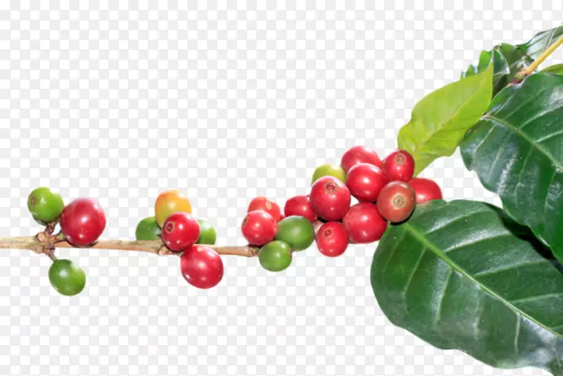 红色的一串咖啡果和树叶实物