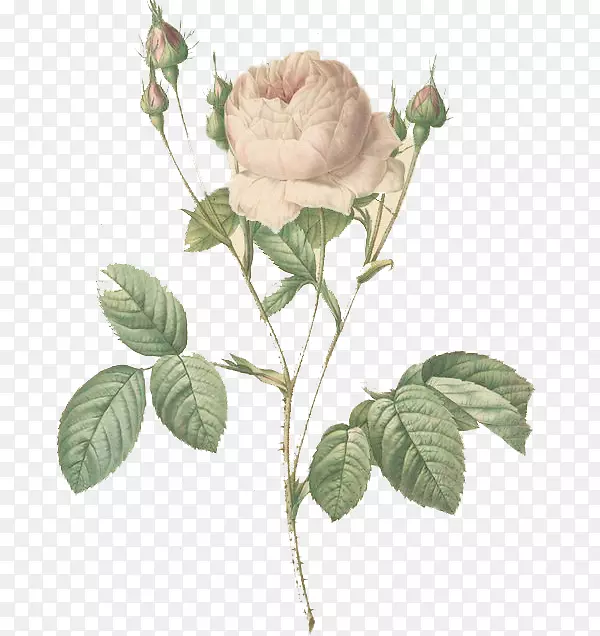 手绘白玫瑰