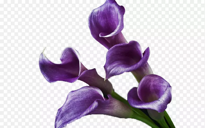 优雅紫色海芋花