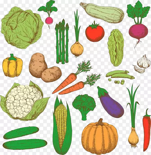 各类蔬菜的集合