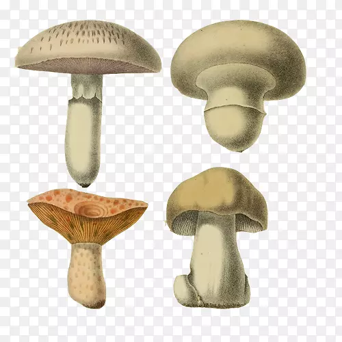 蘑菇手绘画素材图片