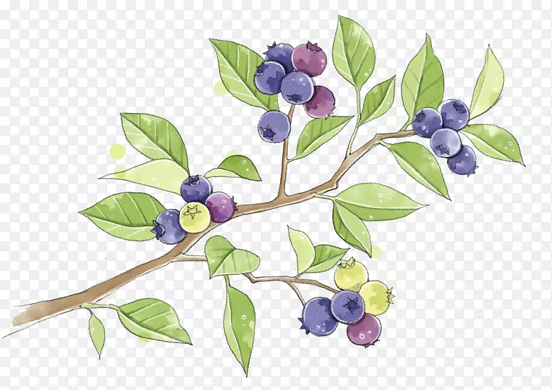草本植物树枝蓝莓