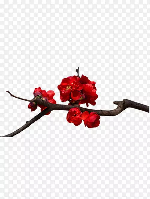 红色海棠花图片素材