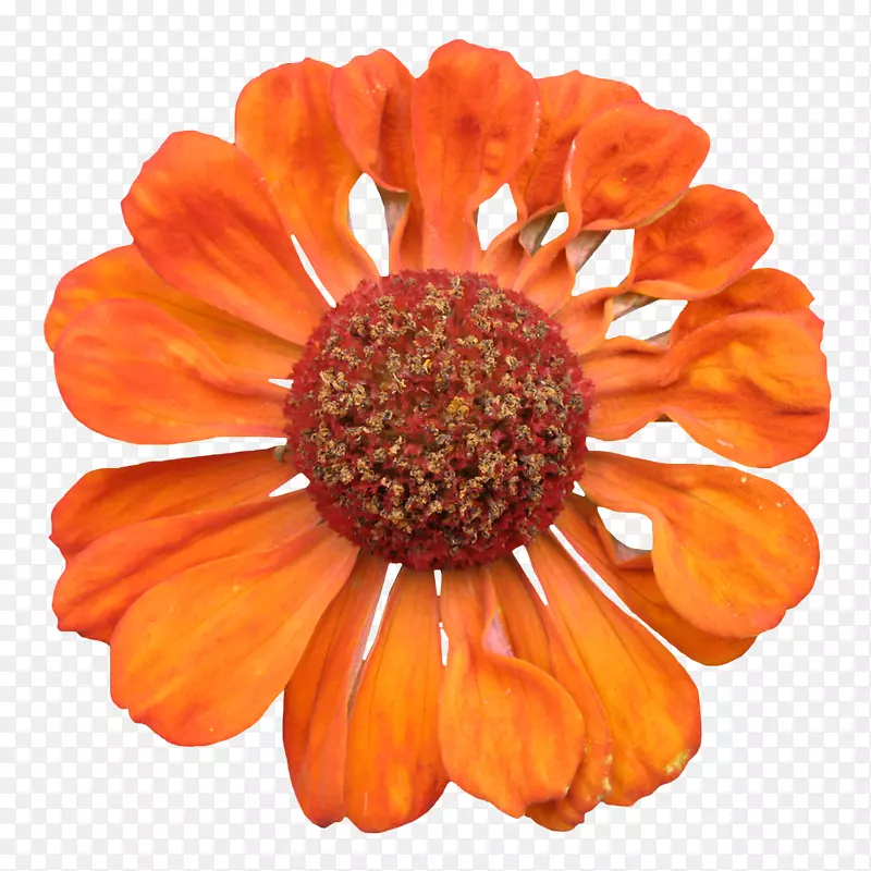 鲜花花卉花卉图案