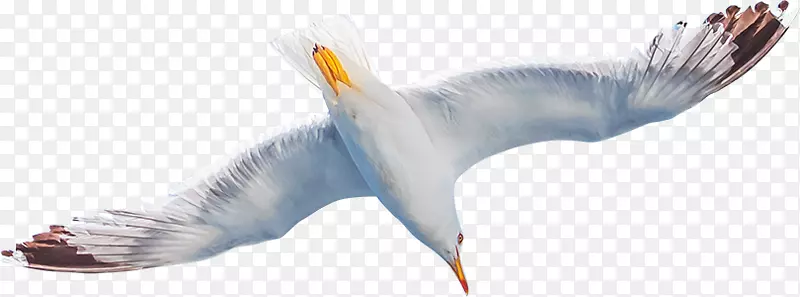 海鸥张开翅膀摄影