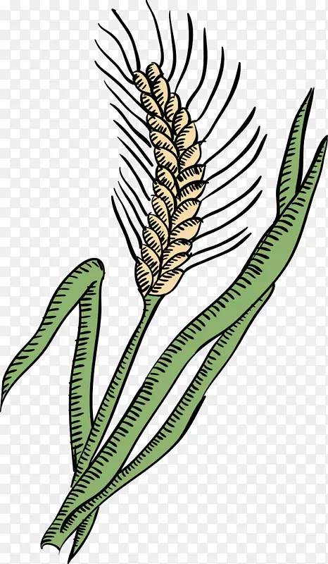 绿色农作物麦穗矢量手绘图