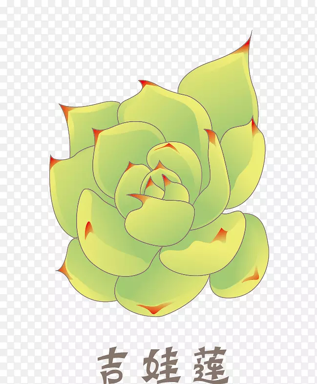 原创多肉植物写实矢量素材