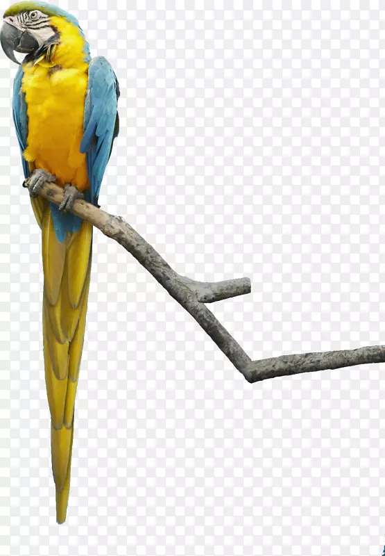 漂亮站树枝上的彩色鹦鹉