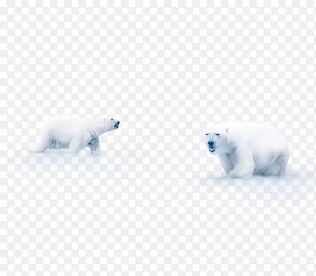 雪地中的北极熊