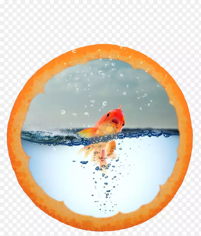 橙子里的金鱼