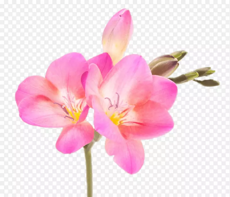 粉色的花免抠素材